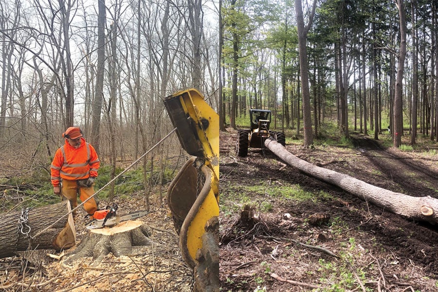 Cortland Plasma 12-Strand rope in forestry